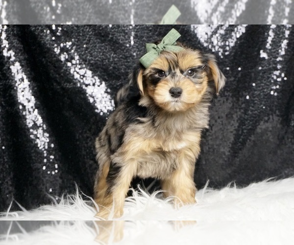 Medium Photo #5 Morkie Puppy For Sale in WARSAW, IN, USA