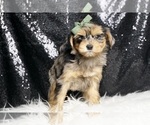 Small #4 Morkie