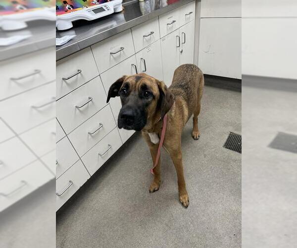 Medium Photo #1 Great Dane-Unknown Mix Puppy For Sale in HESPERIA, CA, USA