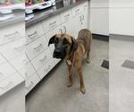 Small Great Dane Mix