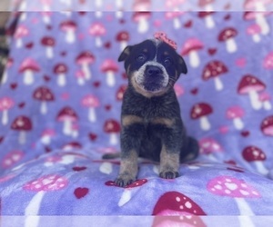 Australian Cattle Dog Puppy for sale in LAKELAND, FL, USA