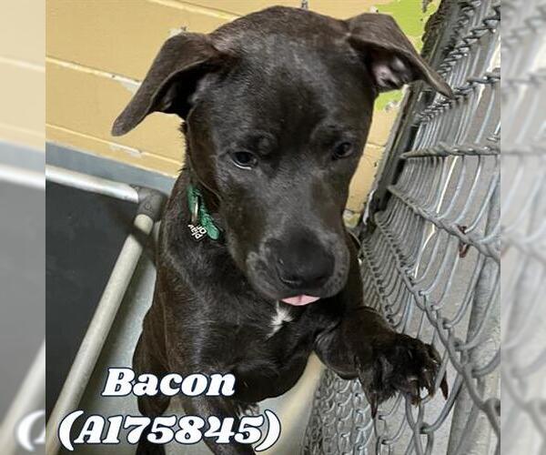 Medium Photo #1 American Pit Bull Terrier-Unknown Mix Puppy For Sale in Tulsa, OK, USA