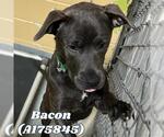 Small American Pit Bull Terrier Mix