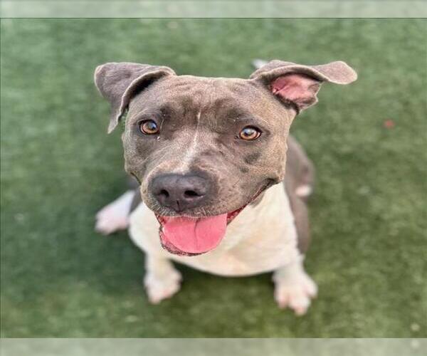 Medium Photo #2 American Pit Bull Terrier-Unknown Mix Puppy For Sale in Texas City, TX, USA