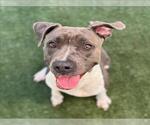 Small #1 American Pit Bull Terrier Mix