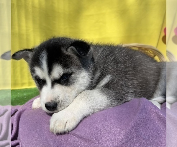 Medium Photo #22 Siberian Husky Puppy For Sale in DEARBORN, MO, USA