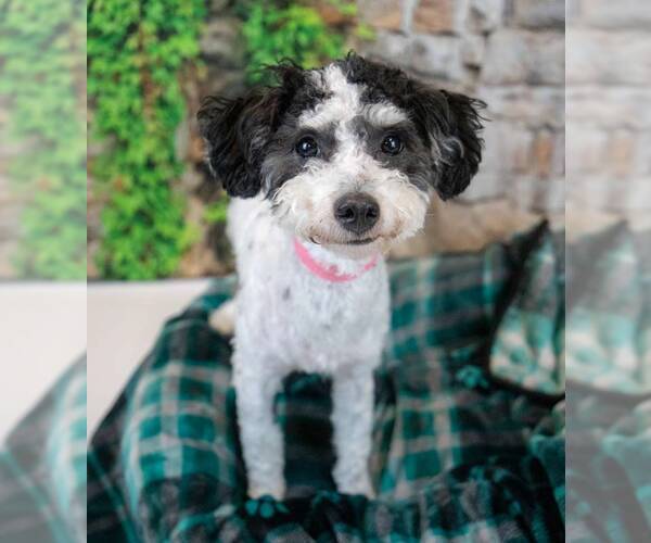 Medium Photo #5 Poochon Puppy For Sale in Kennesaw, GA, USA