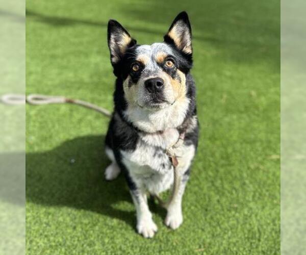 Medium Photo #1 Pembroke Welsh Corgi-Unknown Mix Puppy For Sale in Camarillo, CA, USA