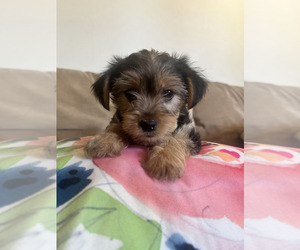 Yorkshire Terrier Puppy for sale in PITTSBURG, CA, USA