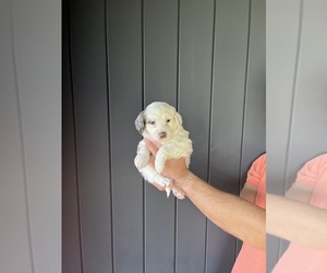 Miniature Bernedoodle Puppy for sale in TULSA, OK, USA