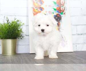 Maltese Puppy for sale in RED LION, PA, USA