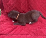 Small Photo #48 Borador Puppy For Sale in MARION, VA, USA