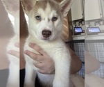Puppy Luna Siberian Husky