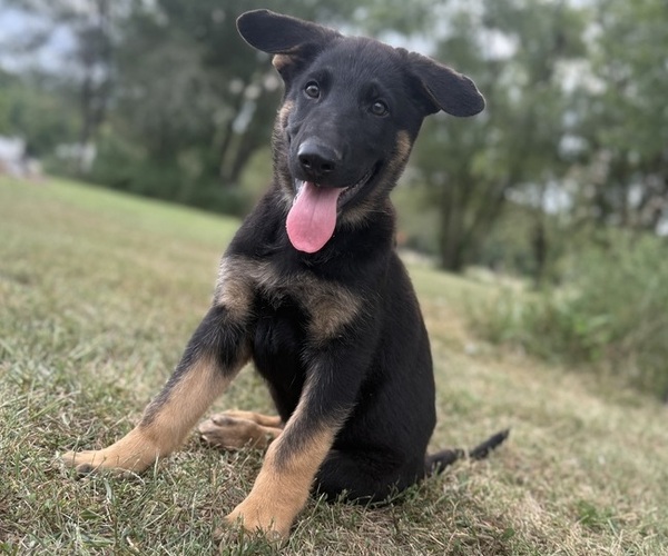Medium Photo #1 German Shepherd Dog Puppy For Sale in HOLDEN, MO, USA