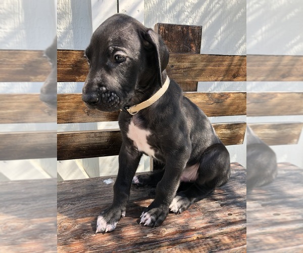 Medium Photo #3 Great Dane Puppy For Sale in LAS VEGAS, NV, USA