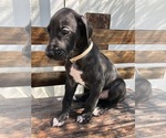 Small Photo #3 Great Dane Puppy For Sale in LAS VEGAS, NV, USA