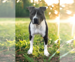 Small #16 American Bulldog