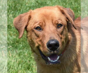 Golden Pyrenees Dogs for adoption in Huntley, IL, USA