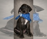 Puppy 3 Great Dane
