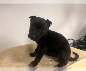 Chihuahua Dogs for adoption in Corona, CA, USA