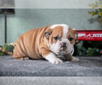 Puppy Trinity Victorian Bulldog