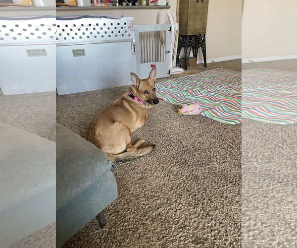Medium Photo #2 Australian Kelpie-Carolina Dog Mix Puppy For Sale in Chandler, AZ, USA