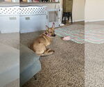 Small #1 Australian Kelpie-Carolina Dog Mix