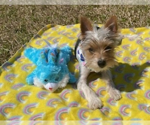 Medium Photo #5 Yorkshire Terrier Puppy For Sale in RALEIGH, NC, USA