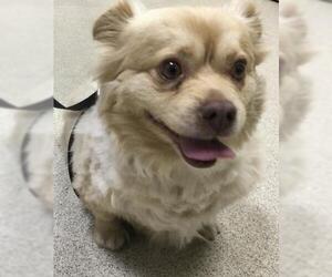 Chihuahua Dogs for adoption in Riverside, CA, USA