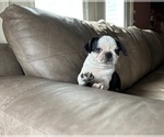 Puppy Bean Pug