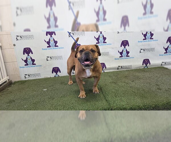 Medium Photo #1 Bulldog-Labrador Retriever Mix Puppy For Sale in Orlando, FL, USA