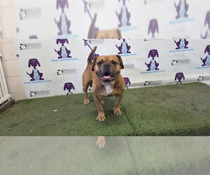 Bulldog-Labrador Retriever Mix Dogs for adoption in Orlando, FL, USA