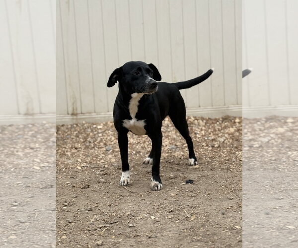 Medium Photo #2 Border Collie-Unknown Mix Puppy For Sale in Corning, AR, USA