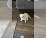 Small #13 Maltipoo