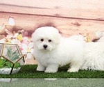 Small Photo #2 Zuchon Puppy For Sale in MARIETTA, GA, USA