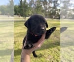 Small Photo #9 Australian Cattle Dog-Labrador Retriever Mix Puppy For Sale in SEMINOLE, AL, USA