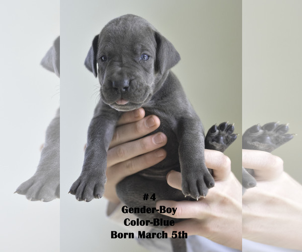 Medium Photo #8 Great Dane Puppy For Sale in FIELDING, UT, USA