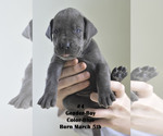 Small Photo #8 Great Dane Puppy For Sale in FIELDING, UT, USA