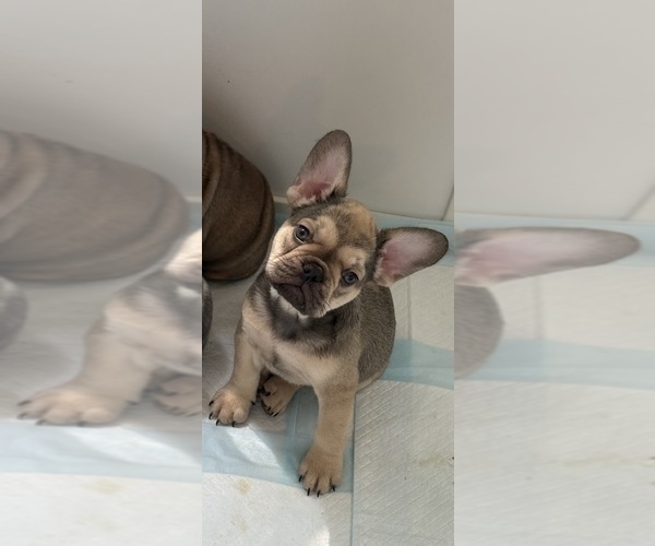 Medium Photo #1 French Bulldog Puppy For Sale in LOCKPORT, NY, USA