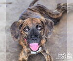 Small #1 Boxer-Plott Hound Mix
