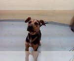 Small Photo #1 Rottweiler-American Pit Bull Terrier Puppy For Sale in Tulsa, OK, USA