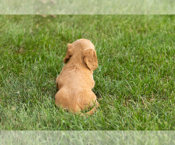 Medium Photo #5 Dachshund Puppy For Sale in MILFORD, IN, USA