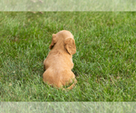 Small #4 Dachshund