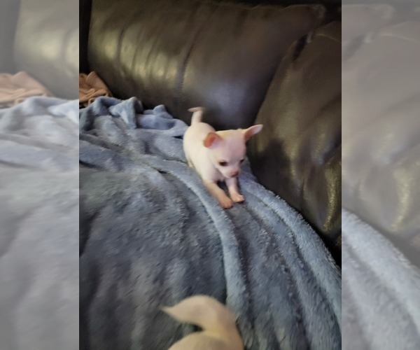 Medium Photo #3 Chihuahua Puppy For Sale in AMESBURY, MA, USA
