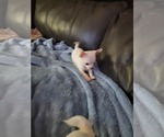 Small #2 Chihuahua