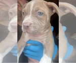 Small #5 American Bully