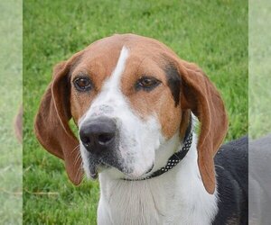 American Foxhound Dogs for adoption in Huntley, IL, USA
