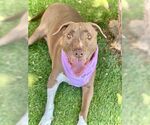 Small American Pit Bull Terrier Mix