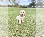 Small Photo #18 Golden Retriever Puppy For Sale in DOTHAN, AL, USA