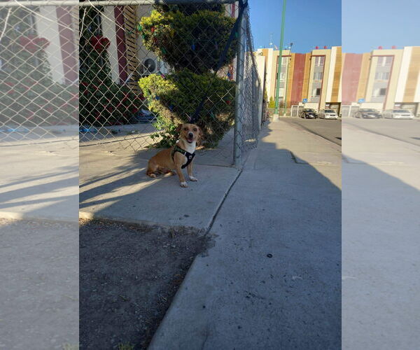 Medium Photo #17 Chiweenie Puppy For Sale in Escondido, CA, USA